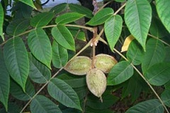 Маньчжурский орех дерево или кустарник рода Орех